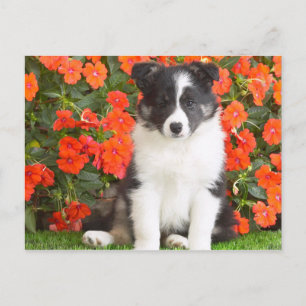Shetland Sheepdog Vykort