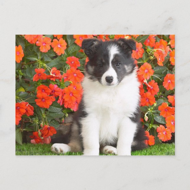 Shetland Sheepdog Vykort (Framsida)