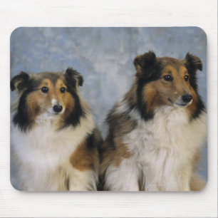 Shetland Sheepdogs Musmatta