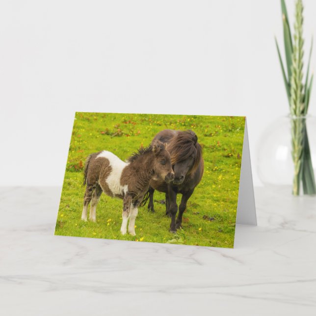 Shetlandponny mamma och avkomma kort (Framsida)
