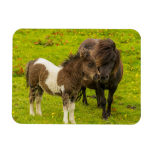 Shetlandponny mamma och avkomma magnet