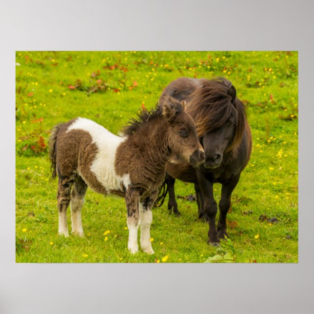 Shetlandponny mamma och avkomma poster (Framsidan)