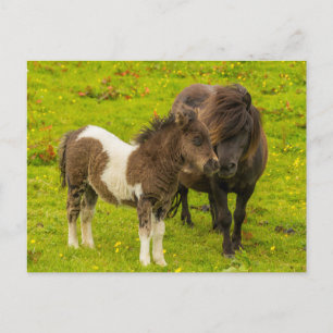 Shetlandponny mamma och avkomma vykort