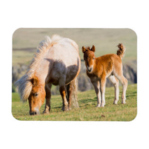 Shetlandponny på betesmark nära höga klippor, sto magnet