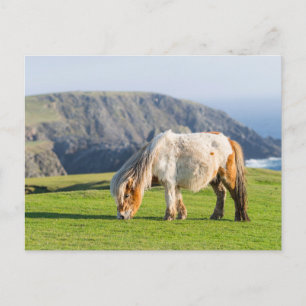 Shetlandponny på betesmark nära höga klippor vykort