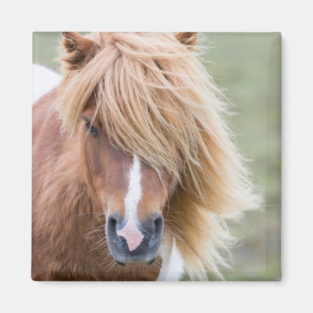 Shetlandponny på ön Unst Magnet (Framsidan)