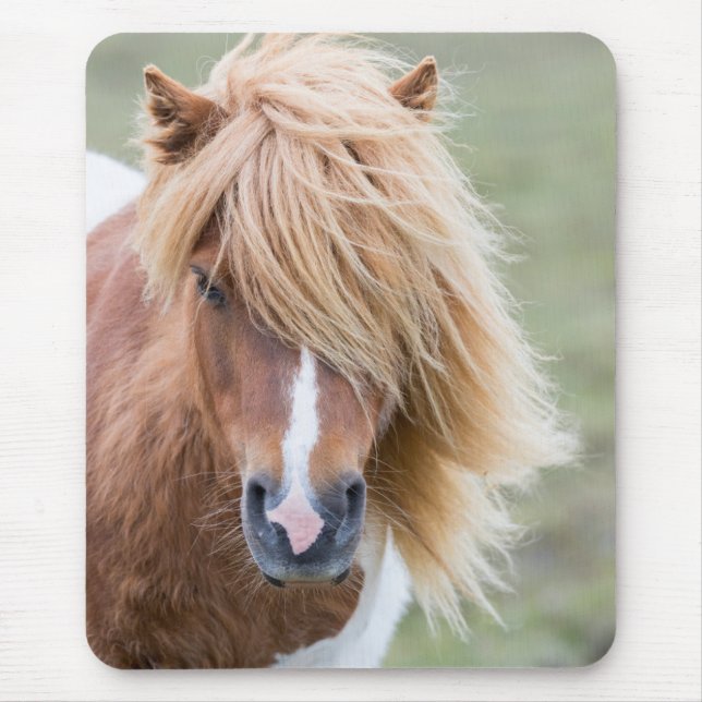 Shetlandponny på ön Unst Musmatta (Framsidan)