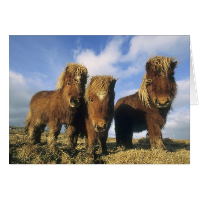 Shetlandponny, Shetlands fastland, Hälsningskort (Framsidan Horizontal)