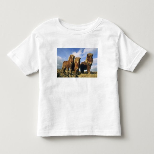 Shetlandponny, Shetlands fastland, T-shirt (Framsida)