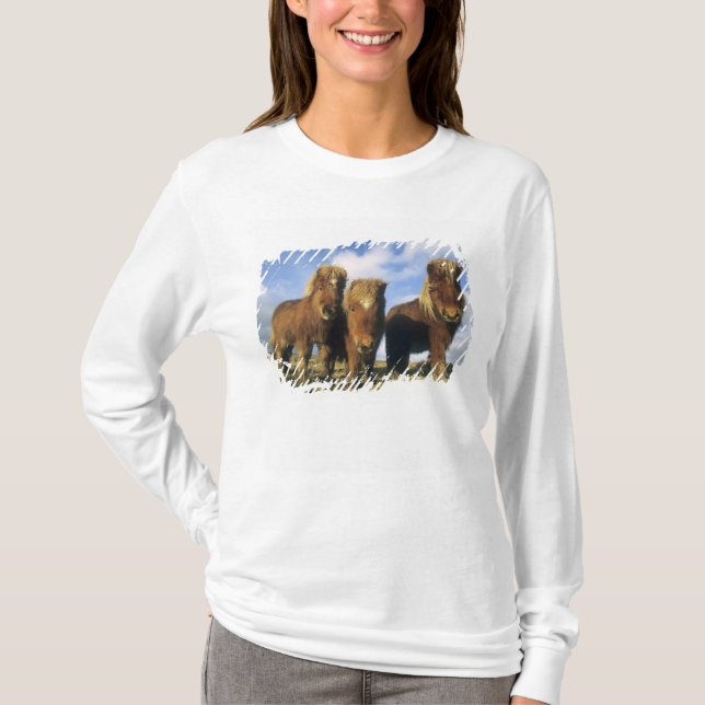 Shetlandponny, Shetlands fastland, Tee Shirt (Framsida)