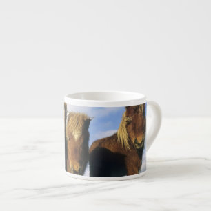 Shetlandponny, Shetlandsöarna fastland  Espressomugg