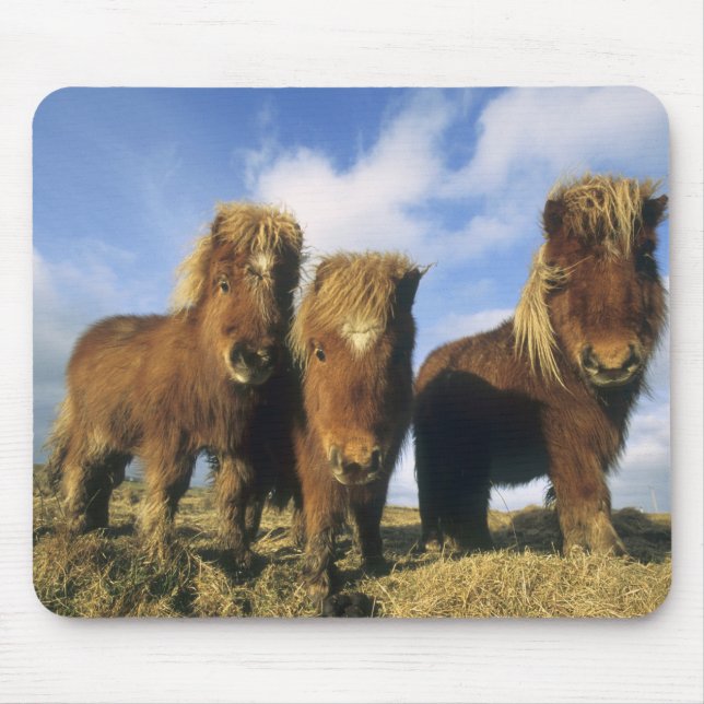 Shetlandponny, Shetlandsöarna fastland, Musmatta (Framsidan)