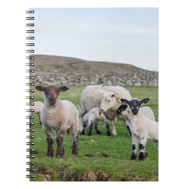 Shetlandsfår Anteckningsbok (Framsidan)