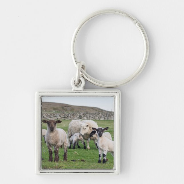 Shetlandsfår Fyrkantig Silverfärgad Nyckelring (Framsidan)