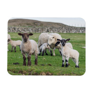 Shetlandsfår Magnet