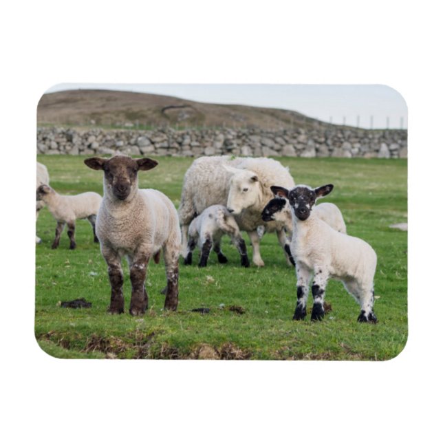 Shetlandsfår Magnet (Horisontell)