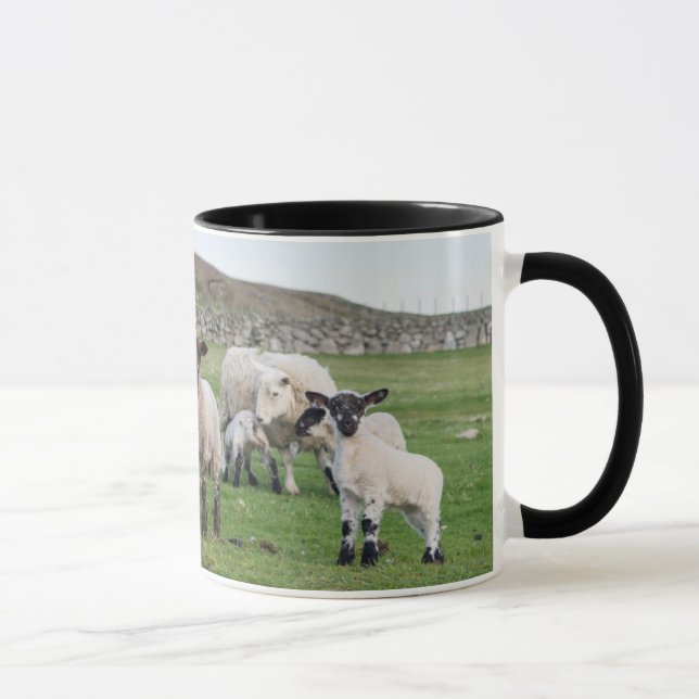Shetlandsfår Mugg (Höger)