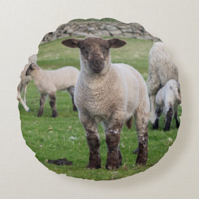 Shetlandsfår Rund Kudde (Framsidan)