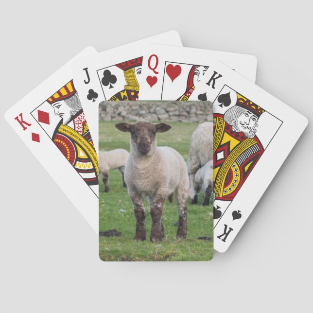 Shetlandsfår Spel Kort (Baksidan)