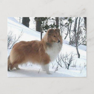 shetlandsfårhund vykort