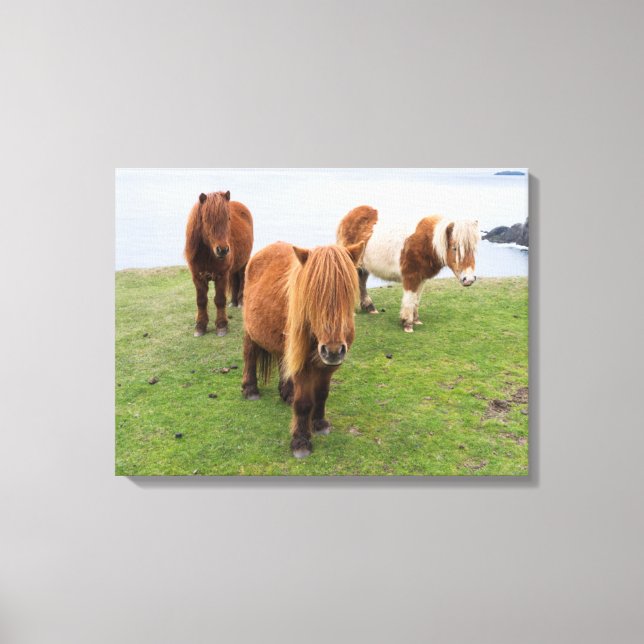 Shetlandsponny på betesmark nära höga klippor canvastryck (Framsida)