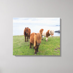 Shetlandsponny på betesmark nära höga klippor canvastryck