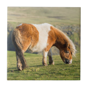 Shetlandsponny på betesmark nära höga klippor kakelplatta