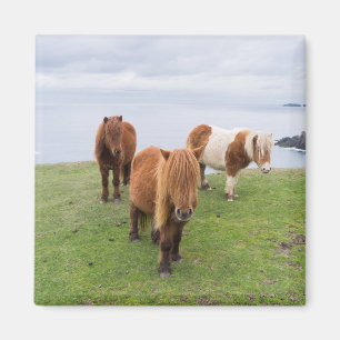 Shetlandsponny på betesmark nära höga klippor magnet