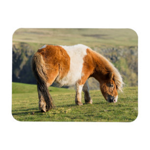 Shetlandsponny på betesmark nära höga klippor magnet