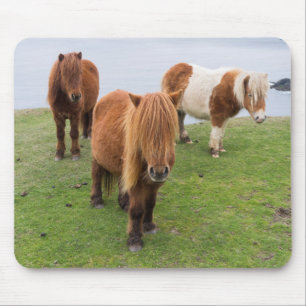 Shetlandsponny på betesmark nära höga klippor musmatta