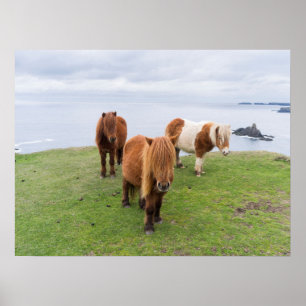 Shetlandsponny på betesmark nära höga klippor poster