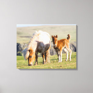 Shetlandsponny på betesmark nära höga klippor, sto canvastryck