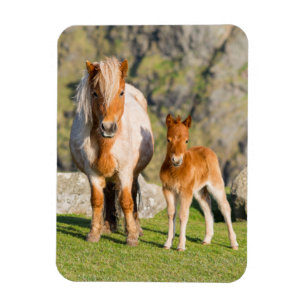 Shetlandsponny på betesmark nära höga klippor, sto magnet