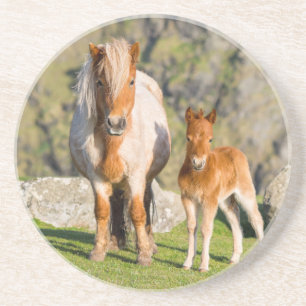 Shetlandsponny På Betesmark Nära Höga Klippor, Sto Underlägg Sandsten