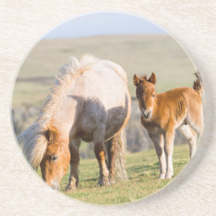 Shetlandsponny På Betesmark Nära Höga Klippor, Sto Underlägg Sandsten