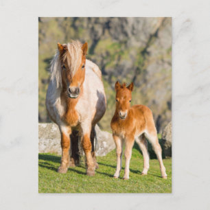 Shetlandsponny på betesmark nära höga klippor, sto vykort