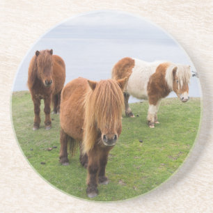 Shetlandsponny på betesmark nära höga klippor underlägg