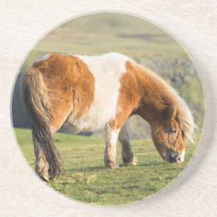Shetlandsponny På Betesmark Nära Höga Klippor Underlägg Sandsten