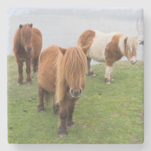 Shetlandsponny på betesmark nära höga klippor underlägg sten