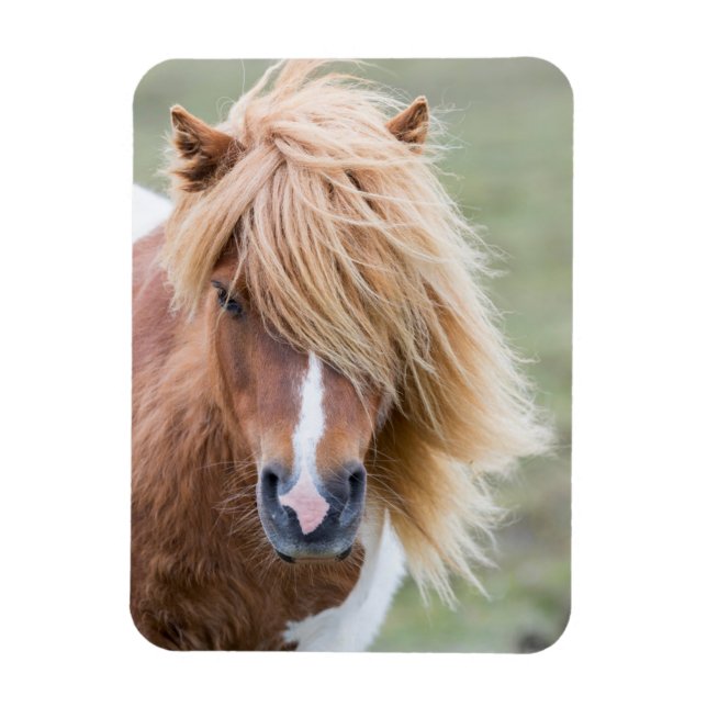 Shetlandsponny på ön Unst Magnet (Vertikal)