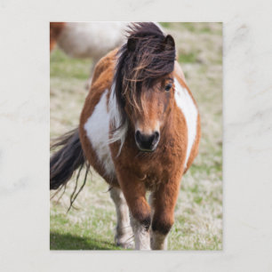 Shetlandsponny, Shetlandsöarna Vykort