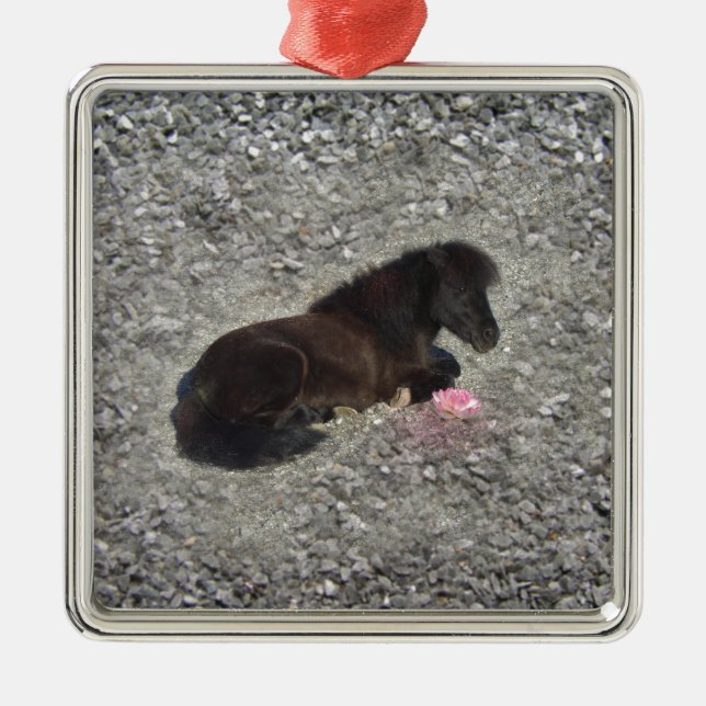 shetty djur minihorse för hästponny julgransprydnad metall (Framsidan)