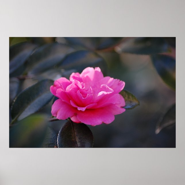 Shi Shi Camellia Poster (Framsidan)
