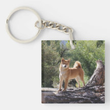 Shiba Inu