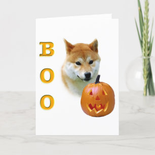Shiba Inu bu Kort