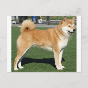 Shiba Inu fullt Vykort