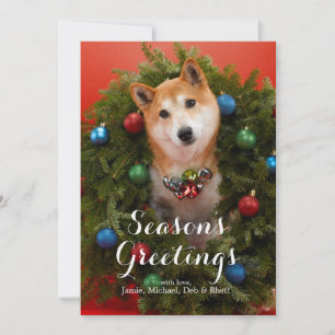 Shiba Inu hund