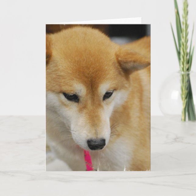 Shiba Inu Hund Greeting Card Kort (Framsida)