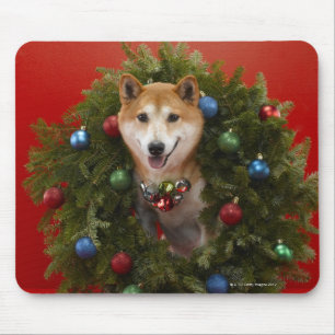 Shiba Inu hund sitta i julfransen Musmatta