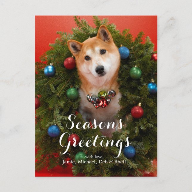 Shiba Inu hund Vykort (Framsida)